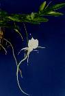 angraecum germinyanum