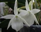 angraecum leonis