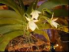 Angraecum leonis