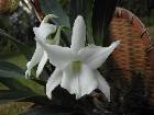 angraecum magdalenae