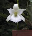 angraecum magdalenae