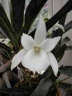 angraecum magdalenae