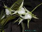 angraecum veitchii