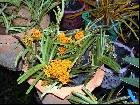 Ascocentrum miniatum