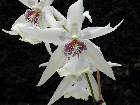 beallara tahoma glacier