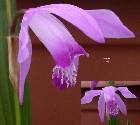 bletilla striata