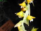 Brachtia andina - fleurs