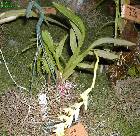 Brachtia andina - plante