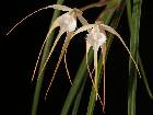 brassavola cucullata