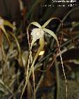 Brassavola cucullata