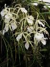 brassavola flagellaris