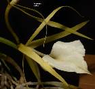 brassavola nodosa