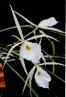 brassavola perrinii