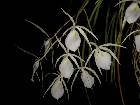 brassavola perrinii