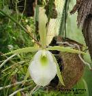 brassavola perrinii