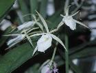 brassavola perrinii