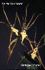 brassia gireoudiana