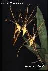 brassia gireoudiana