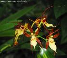 Brassia kelliana