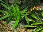 Brassia kelliana