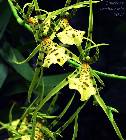 Brassia maculata