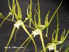 brassia verrucosa