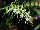 brassia verrucosa