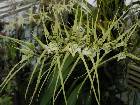 brassia verrucosa