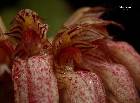 Bulbophyllum auratum (Lindl.) Rchb. f.