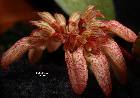 Bulbophyllum auratum (Lindl.) Rchb. f.