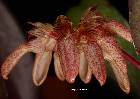 Bulbophyllum auratum (Lindl.) Rchb. f.