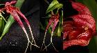 Bulbophyllum biflorum Teijsm. & Binnend.