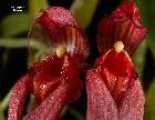 Bulbophyllum biflorum Teijsm. & Binnend.