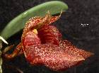 Bulbophyllum frostii Summerh.