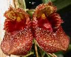 Bulbophyllum frostii Summerh.