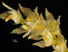 Bulbophyllum gibbosum (Bl.) Lindl.