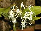 bulbophyllum laxiflorum