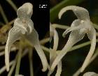 Bulbophyllum laxiflorum