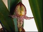 Bulbophyllum macranthum