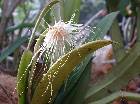 Bulbophyllum medusae