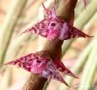 bulbophyllum teretifolium