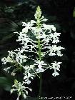 Calanthe furcata