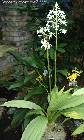 Calanthe_furcata