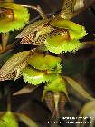 Catasetum fimbriatum