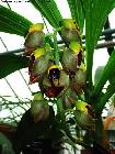 Catasetum macrocarpum