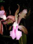 cattleya bicolor