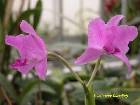 cattleya bowringiana