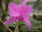 cattleya bowringiana