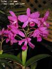 Cattleya bowringiana