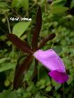 cattleya dormaniana